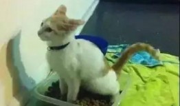 豚豚大魔王吃瓜,揭秘娱乐圈幕后风云