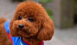 吃瓜的泰迪,揭秘宠物界的“网红”生活