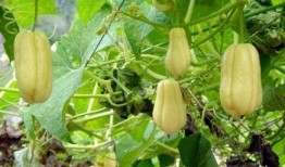 合手瓜如何吃,解锁美味新体验