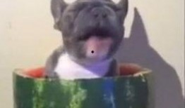 霸道牛人吃瓜视频,揭秘娱乐圈幕后真相