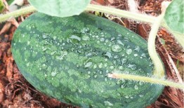 咔嚓吃瓜,揭秘娱乐圈那些不为人知的幕后故事