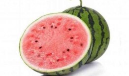 吃麒麟瓜苦味,探寻天然苦涩背后的奇妙奥秘