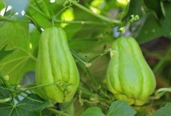 6岁男孩常吃佛手瓜好吗