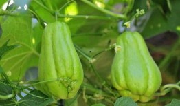 6岁男孩常吃佛手瓜好吗