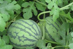 怀孕可以吃兰瓜,兰瓜助力健康孕育