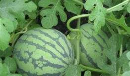 怀孕可以吃兰瓜,兰瓜助力健康孕育