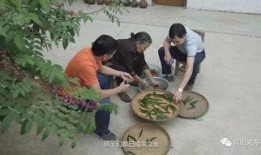 宾阳黎塘吃瓜,探寻黎塘特色吃瓜之旅