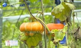 佛手脆瓜怎么吃,轻松解锁美味新境界