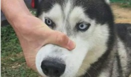 吃瓜小柴,揭秘娱乐圈那些不为人知的幕后故事