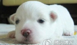 狗狗吃生瓜,揭秘生瓜对狗狗的益处与风险