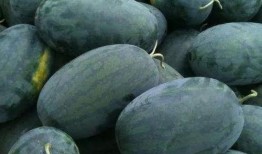 看瓜吃瓜头像图片,看瓜吃瓜头像，解锁夏日趣味瞬间