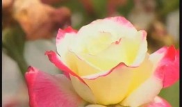 月季吃瓜,一场别开生面的田园盛宴