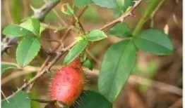 刚子姿态吃瓜,揭秘娱乐圈幕后风云