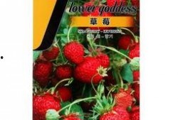 草莓朵朵吃瓜,草莓朵朵的甜蜜瓜界冒险