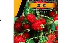 草莓朵朵吃瓜,草莓朵朵的甜蜜瓜界冒险