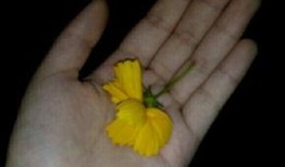 吃瓜群素材视频,一场视觉盛宴背后的故事