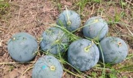 大连布车吃瓜,一场夏日吃瓜盛宴的街头传奇