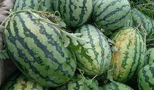 吃瓜黑皮无籽,探寻夏日消暑新宠