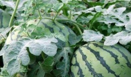 吃李子能吃瓜孑吗