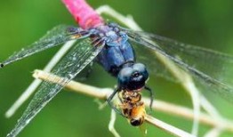 蜻蜓吃白瓜吗,自然界的奇妙互动