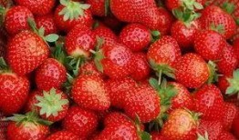 草莓朵朵吃瓜,草莓朵朵的甜蜜瓜界冒险