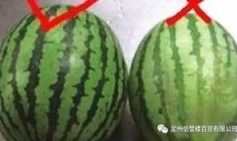 西瓜头吃瓜视频,揭秘网红美食背后的故事