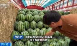 吃瓜成现实,现实中的瓜田奇观