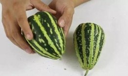 几月份吃小瓜,每月精选美味指南