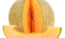 绣眼吃哈密瓜,探寻自然界的美食之旅