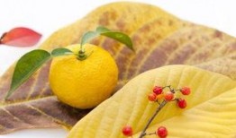 柚子翡翠吃瓜,揭秘夏日消暑新宠——吃瓜新风尚