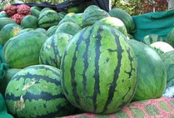 圆形的瓜怎样吃