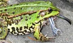 吃瓜青蛙同款,揭秘网红现象背后的秘密