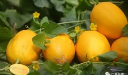 蜜瓜吃快了心里难受,快速享用带来的心理不适