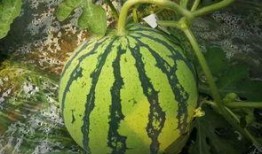 吃瓜不可错过小号,吃瓜不可错过的小号大揭秘