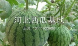 河北保定莲池吃瓜,保定莲池公园里的吃瓜盛景