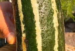 梦见吃瓜还很熟,瓜熟蒂落，味蕾之旅