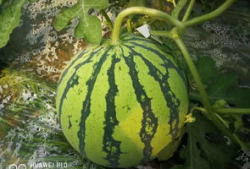 千城最新吃瓜,揭秘最新吃瓜事件背后的真相