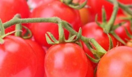 搞笑番茄小说吃瓜