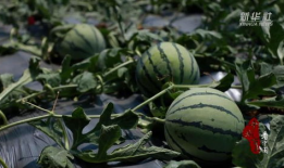 千城最新吃瓜,揭秘最新吃瓜事件背后的真相