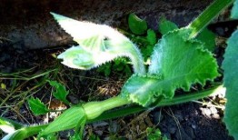 铁瓜花可以吃,美味与营养并存的天然食材