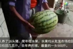 网友吃瓜都是怎么吃,如何轻松应对网络热点事件