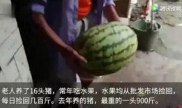 网友吃瓜都是怎么吃,如何轻松应对网络热点事件