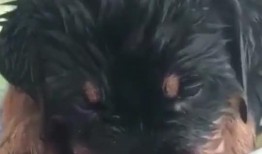 德牧吃瓜,萌宠日常，欢乐无限