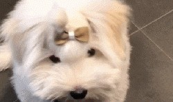 吃瓜的泰迪,揭秘宠物界的“网红”生活