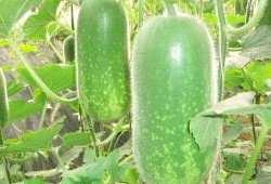 减肥吃小吊瓜,轻松享瘦的秘密武器