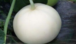 孕妇梦见自己吃梨瓜