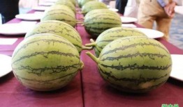 浙瓜怎么吃,解锁美味新境界