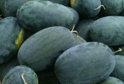 云南黑瓜可以吃吗有毒吗,可食用还是有毒？揭秘真相