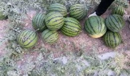 李海棠野外吃瓜,野外生活乐趣无限