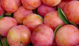 吃李子能吃瓜孑吗